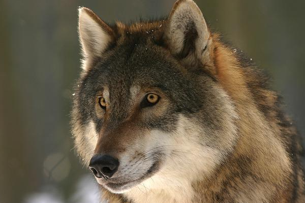 Loups du Gévaudan